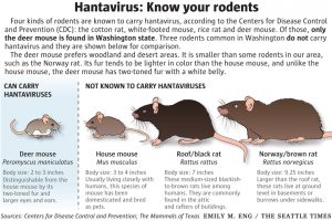 Gelaja Hantavirus
