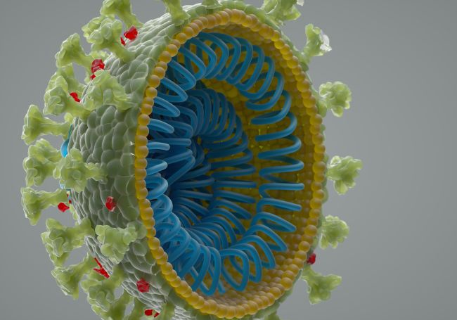 Viruses like the novel coronavirus are shells holding genetic material. (Image: © Andriy Onufriyenko/Getty Images)
